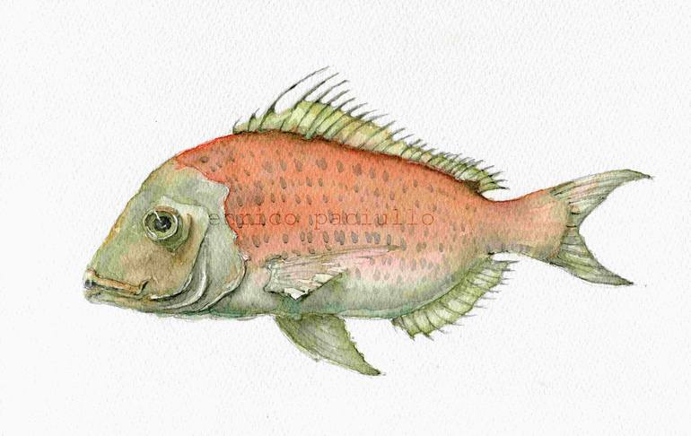 BOCINEGRO PAGRUS Nº217 / FISH BOCINEGRO PAGRUS Nº217 Painting by Enrico ...