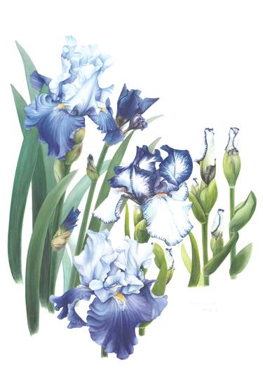 Original Illustration Botanic Paintings by Jooyeon Nam