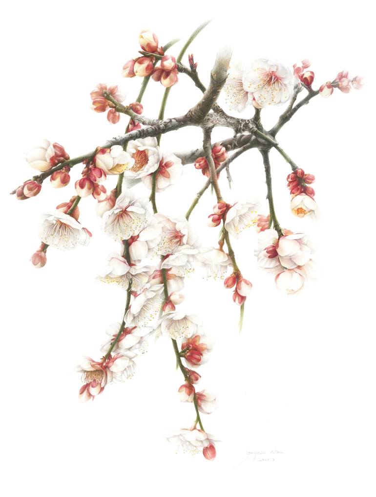 plum　Saatchi　blossom　Painting　by　Jooyeon　Nam　Art