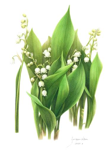 lily of the valley thumb