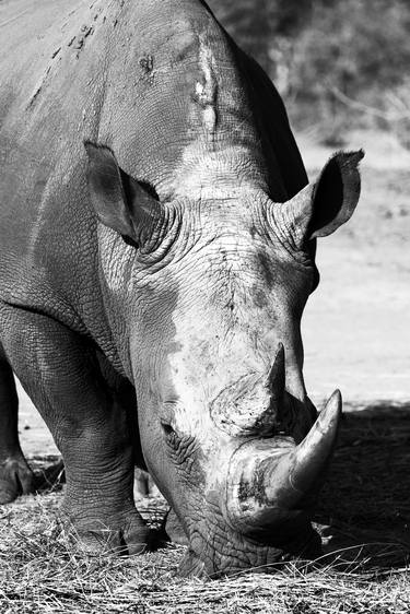 Print of Realism Animal Photography by Carmen de Bruijn