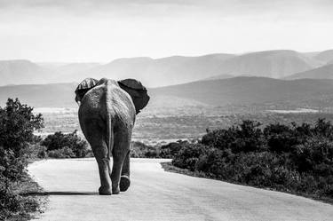 Elephant taking a stroll thumb