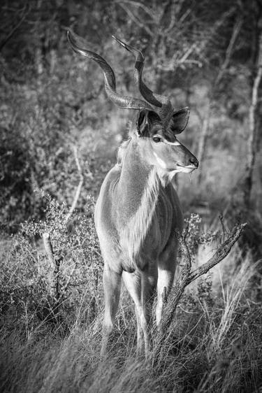 Kudu with twisted horns thumb