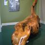 Collection Kauri Sea Life Sculptures by Tony Howse, Kauri Cliff Art Gallery