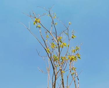 Original Minimalism Nature Photography by Botros Saied