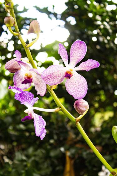 Morning Dew On Orchid thumb