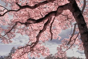Original Contemporary Tree Photography by Anna Biletska