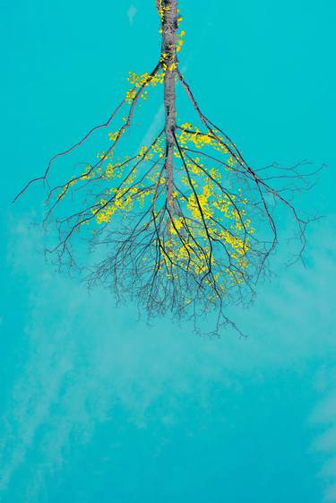 Original Conceptual Tree Photography by Anna Biletska