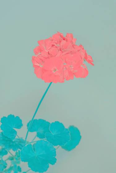 Print of Minimalism Floral Photography by Anna Biletska
