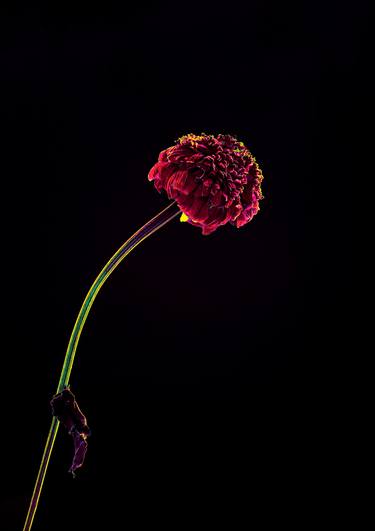 Print of Floral Photography by Anna Biletska