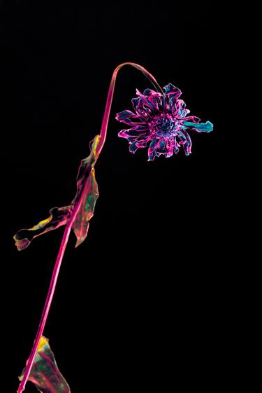 Print of Conceptual Floral Photography by Anna Biletska