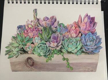 Succulents Color Pencil Drawing thumb