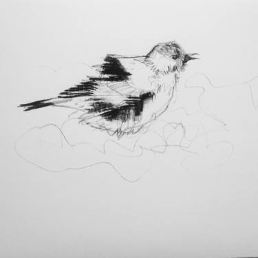 Drawing of a bird thumb