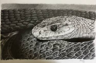 Original Animal Drawing by Guilherme Mazzon