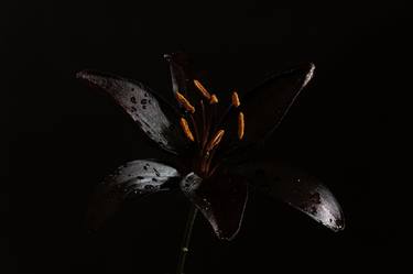 Black Lily thumb