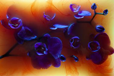 Print of Fine Art Floral Photography by Camelia Popescu