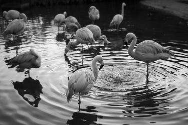 Flamingos in water circles - Limited Edition of 10 thumb