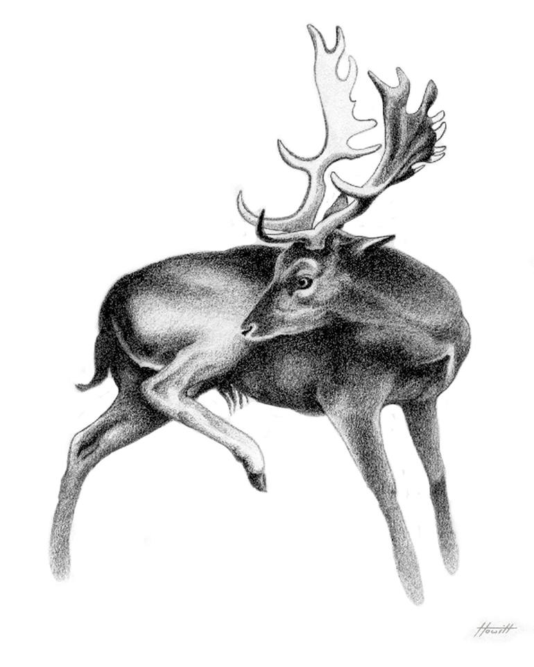 fallow deer stag