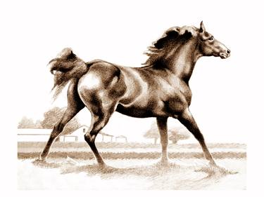 Original Horse Drawing by Patricia Howitt