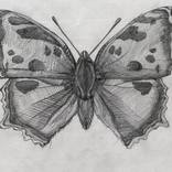 Butterfly Pencil Art Drawing by JABED, Digital Marketer, SEO Expert