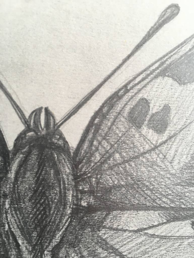 Butterfly Pencil Art Drawing by JABED, Digital Marketer, SEO Expert