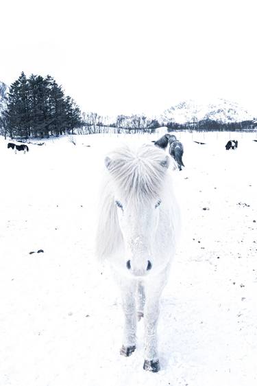 The white horse _I_ thumb