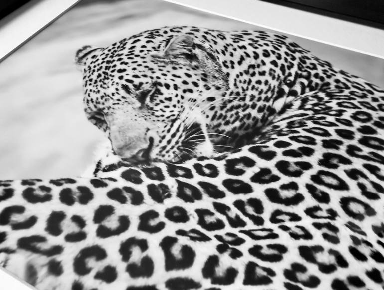 Original Contemporary Animal Photography by Fabio Accorrà