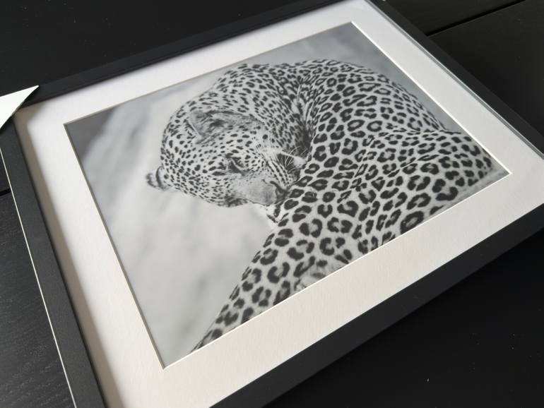 Original Contemporary Animal Photography by Fabio Accorrà
