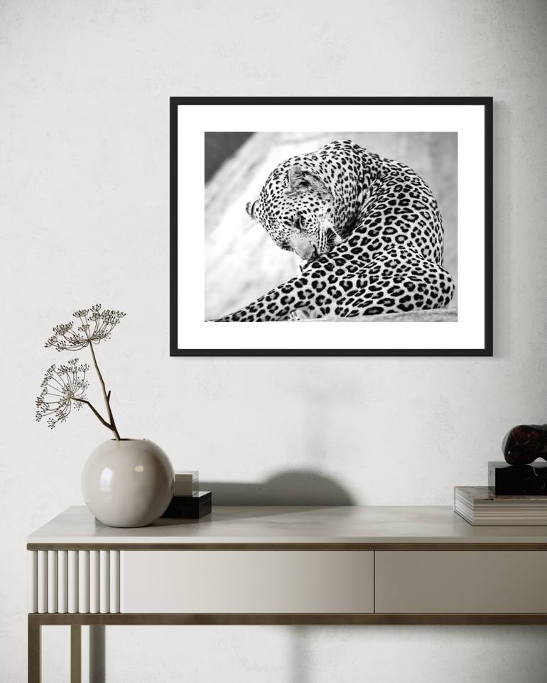 Original Contemporary Animal Photography by Fabio Accorrà