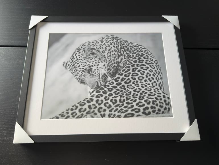 Original Contemporary Animal Photography by Fabio Accorrà