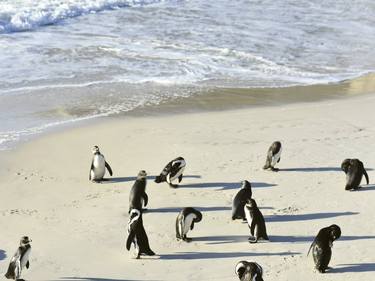 BOULDERS BEACH - Limited Edition of 20 thumb