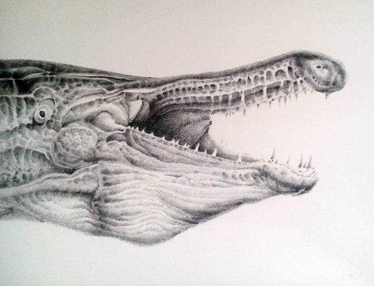 alligator gar Drawing by Jasper de Gelder Saatchi Art