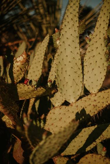 Saatchi Art Artist Kirsten Doering; Photography, “Golden Hour Cactus- Limited Edition of 10 by Kirsten Holliday Photography” #art
