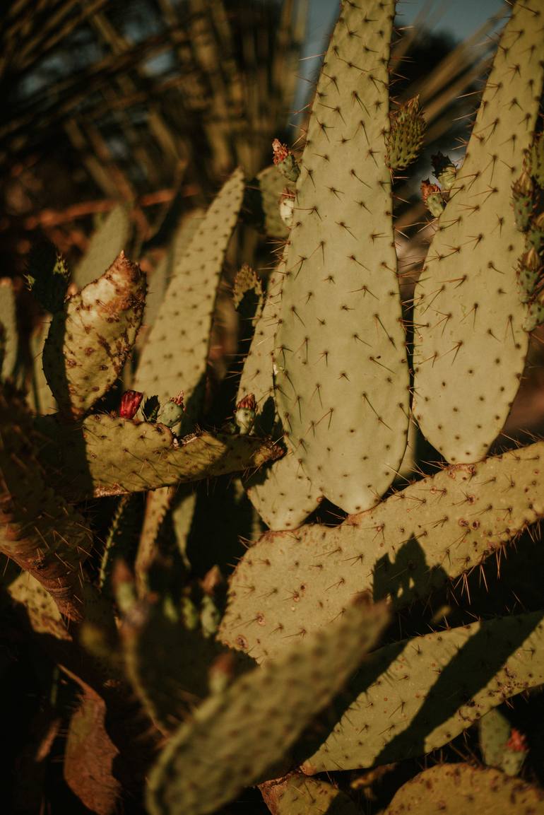 Golden Hour Cactus- Limited Edition of 10 by Kirsten Holliday Photography
