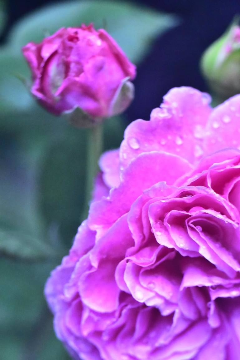 Roses after the rain Photography by Michele Lohr Saatchi Art