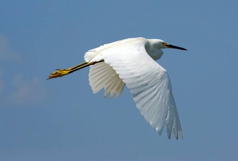 Snowy Egret Photography by Michele Lohr Saatchi Art