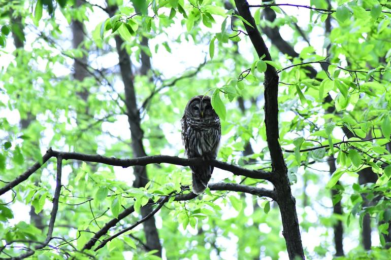 Barred Owl Photography by Michele Lohr Saatchi Art