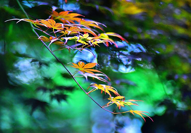 Japanese Maple Leaves Photography by Michele Lohr Saatchi Art