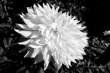 Original Black & White Floral Photography by Brent Taylor