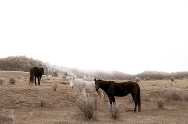 Saatchi Art Artist Nikki Mata; Photography, “Wild Horses - Limited Edition of 30” #art
