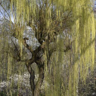 Print of Impressionism Tree Photography by Thomas Prill