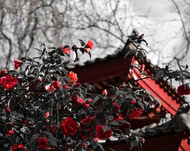 Print of Expressionism Garden Photography by Thomas Prill