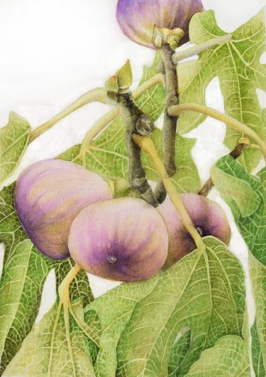 Fragrant figs thumb