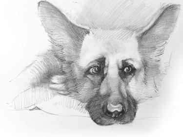 Print of Portraiture Dogs Drawings by Bryan J