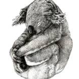 Collection Prints < $100: Animals