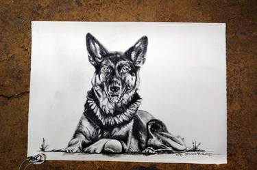 Original Animal Drawing by Shannon MacGregor