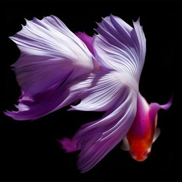 Original Fine Art Fish Photography by Michael Filonow