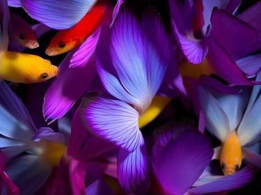 Print of Abstract Fish Photography by Michael Filonow