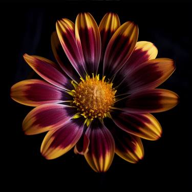 Original Botanic Photography by Michael Filonow