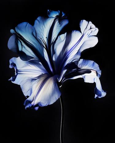 Original Contemporary Floral Photography by Michael Filonow